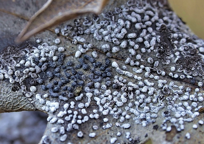 Physarum cinereum